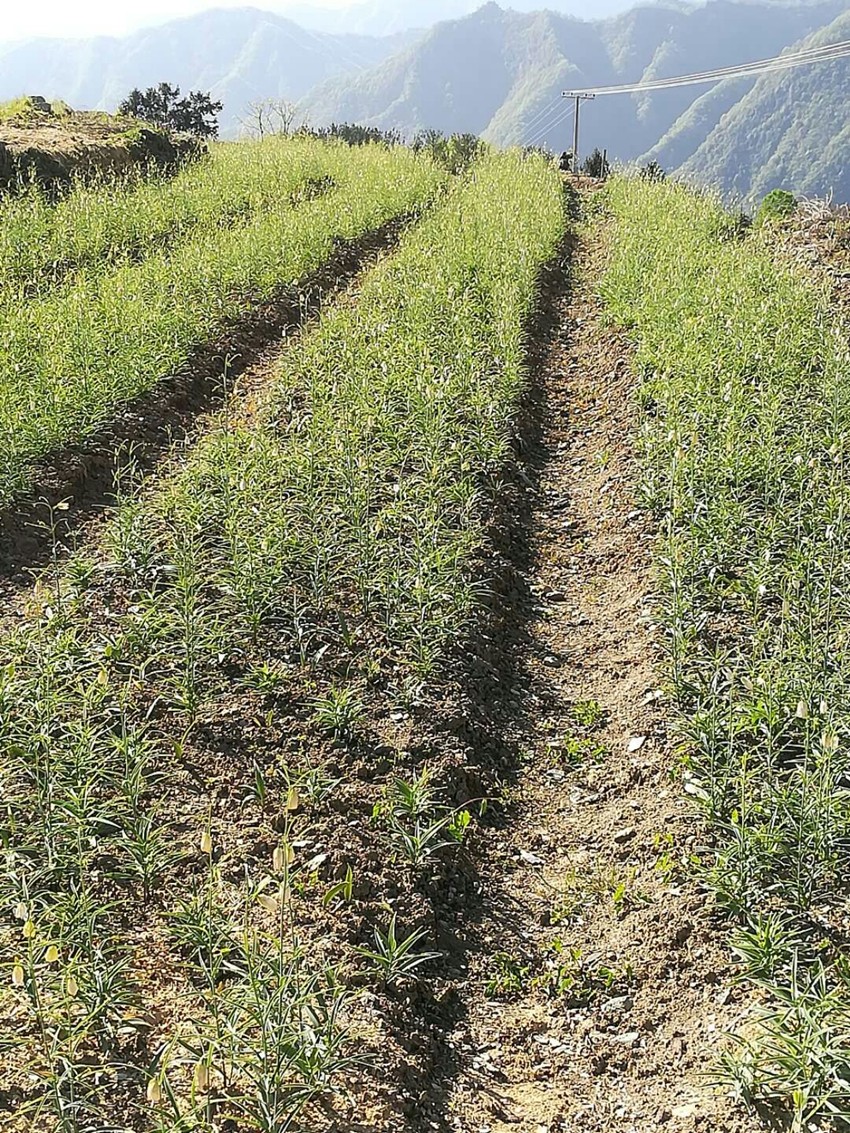 4、贝母种植基地_副本.jpg
